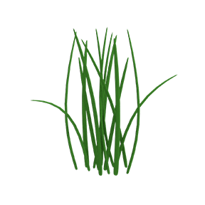 Grass (Cartoon) 1