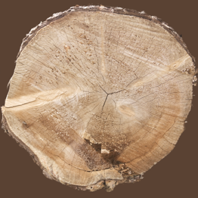 Tree Stump 09