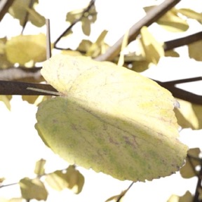 Autumn Leaf 04
