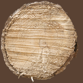 Tree Stump 10