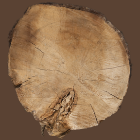 Tree Stump 04