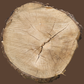 Tree Stump 11