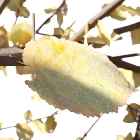 Autumn Leaf 02