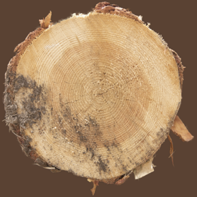 Tree Stump 08