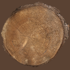 Tree Stump 06