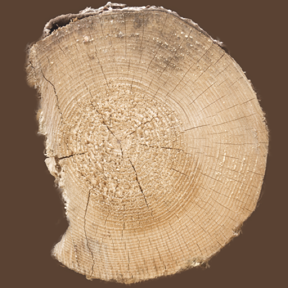 Tree Stump 05