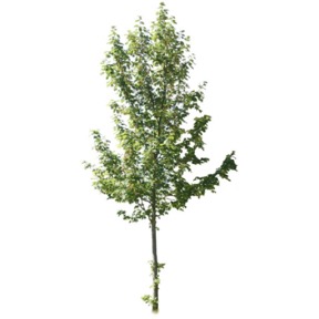 Tree 05