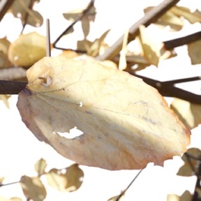Autumn Leaf 03