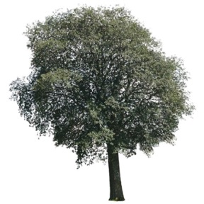 Tree 01