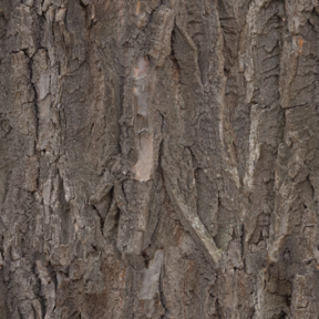Bark 04