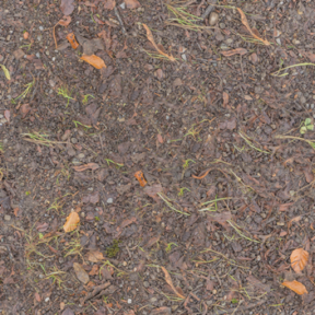 Forest Floor 01