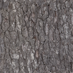 Bark 03