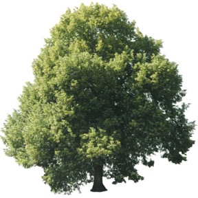 Tree 04