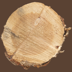 Tree Stump 07