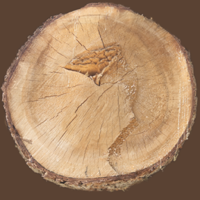 Tree Stump 01