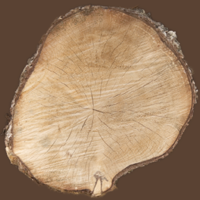 Tree Stump 02