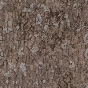Bark 05
