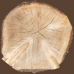 Tree Stump 03